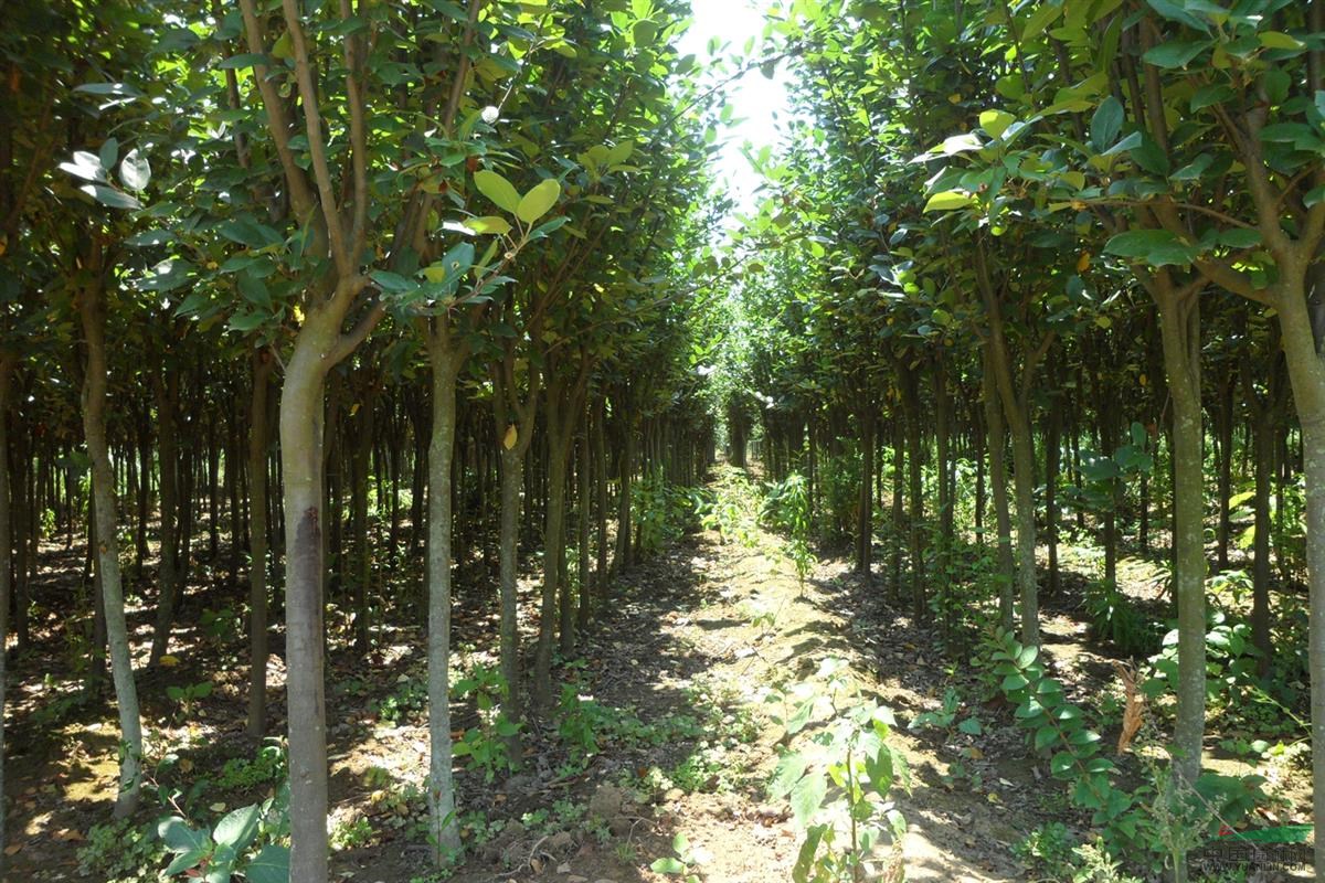 绿化苗木行业可持续发展政策的国际经验与借鉴