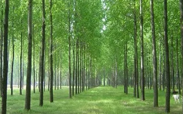 绿化苗木行业可持续发展政策的国际经验与借鉴